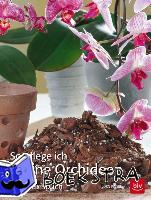 Pinske, Jörn - So pflege ich meine Orchideen
