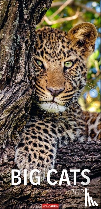  - Big Cats Kalender 2026
