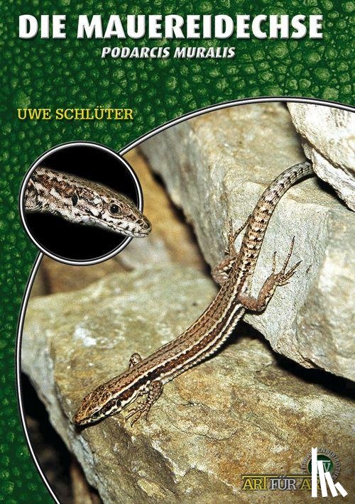 Schlüter, Uwe - Die Mauereidechse