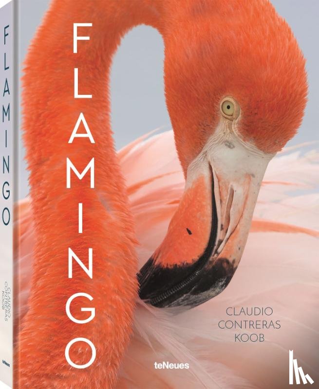 Koob, Claudio Contreras - Flamingo