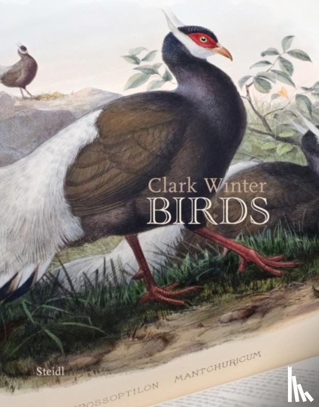 Winter, Clark - Birds