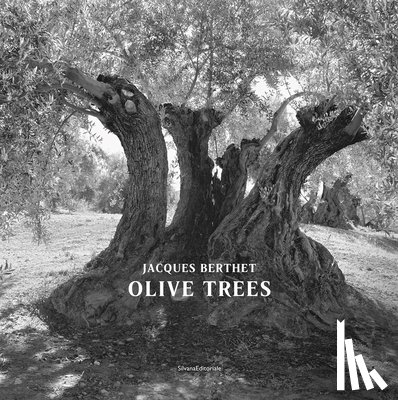 Berthet, Jacques - Olive Trees