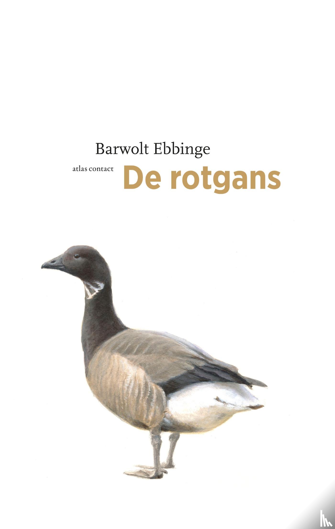 Ebbinge, Barwolt - De rotgans