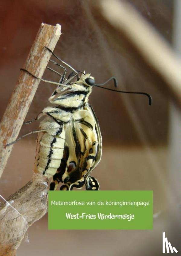 Vlindermeisje, West-Fries - Metamorfose van de koninginnenpage