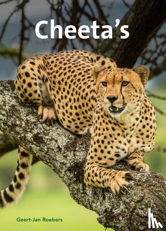 Roebers, Geert-Jan - Cheeta's