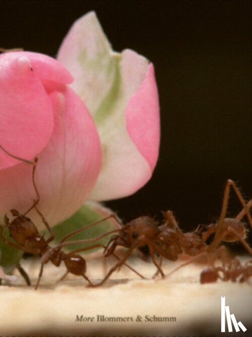 Schumm, Niels, Blommers, Anuschka, Maet, Frank - More