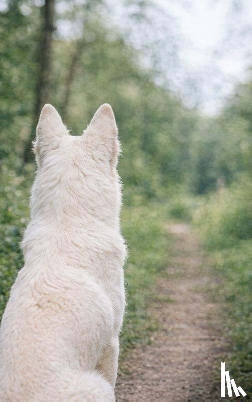  - Alles over de Witte Herder