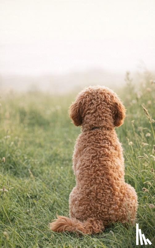  - Alles over de Cockapoo