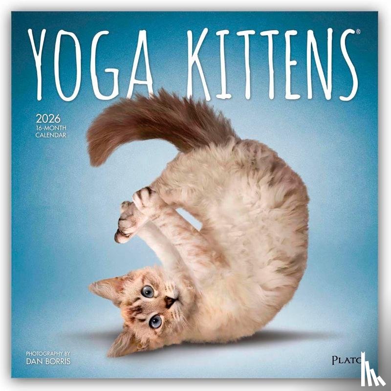 Publishers, Browntrout - Yoga Kittens 2026 Square Plato Calendar