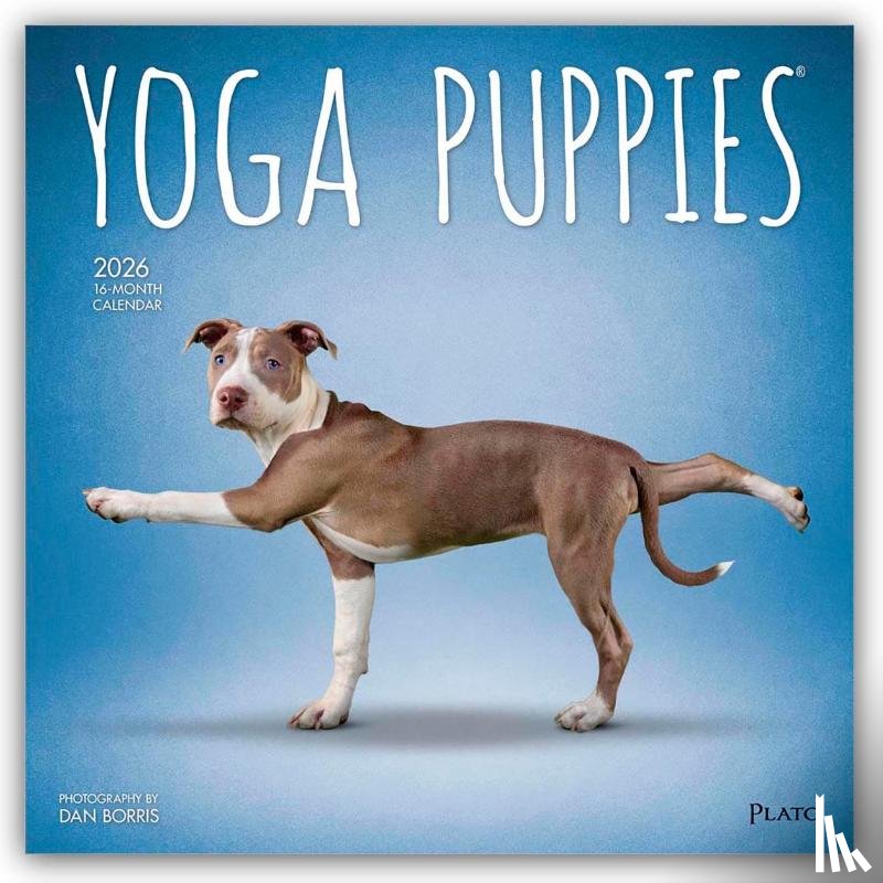 Publishers, Browntrout - Yoga Puppies 2026 Square Plato Calendar