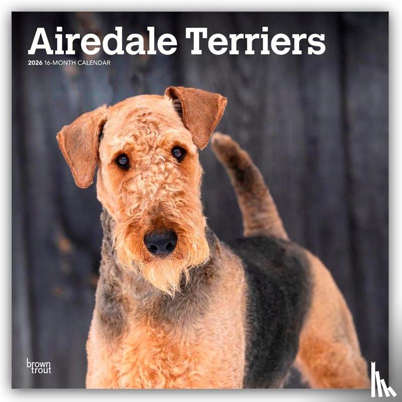 Publishers, Browntrout - Airedale Terriers 2026 Square Flap Calendar