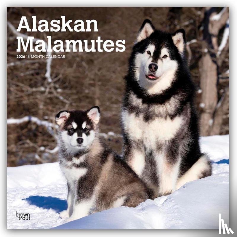 Publishers, Browntrout - Alaskan Malamutes 2026 Square Flap Calendar