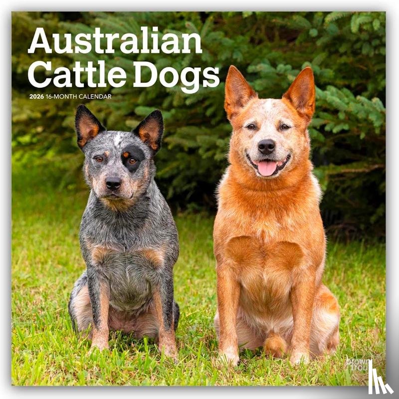 Publishers, Browntrout - Australian Cattle Dogs 2026 - 16-Monatskalender