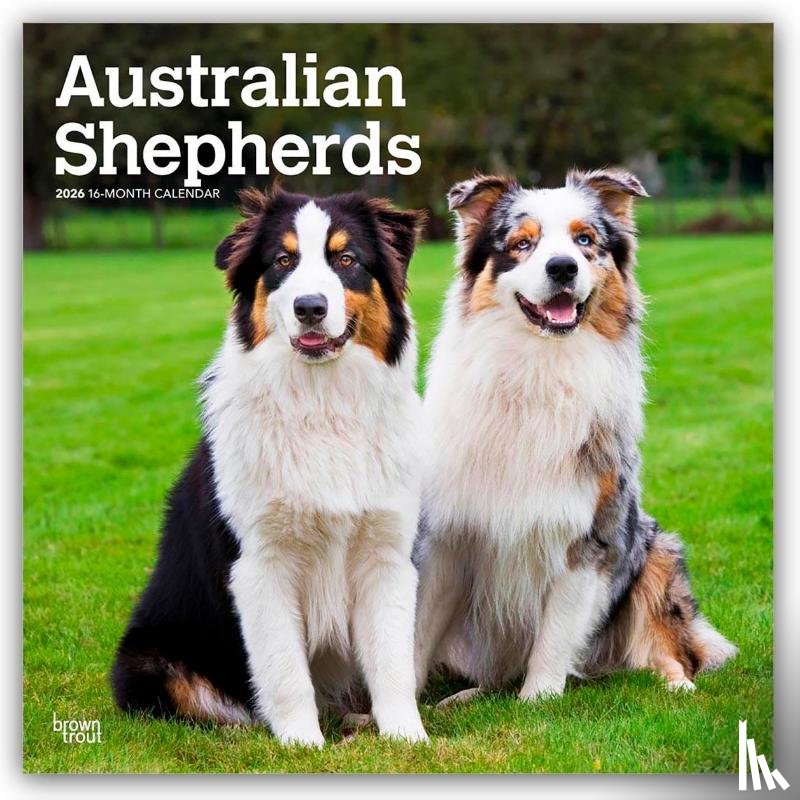 Publishers, Browntrout - Australian Shepherds 2026 Square Flap Calendar