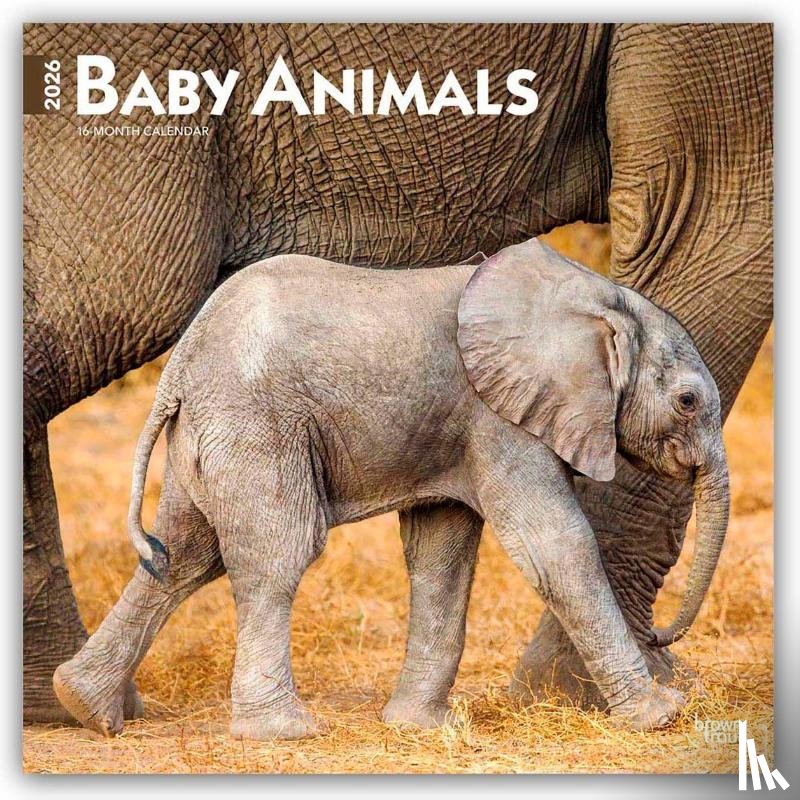 Publishers, Browntrout - Baby Animals 2026 Square Flap Calendar
