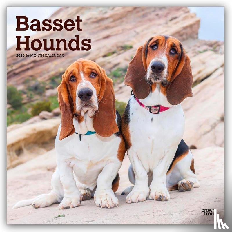 Publishers, Browntrout - Basset Hounds 2026 Square Flap Calendar