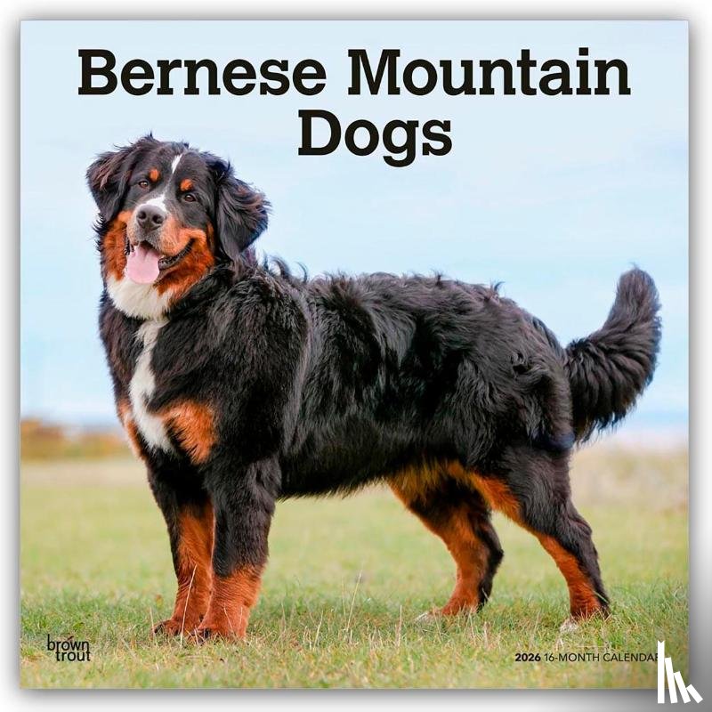 Publishers, Browntrout - Bernese Mountain Dogs 2026 Square Flap Calendar