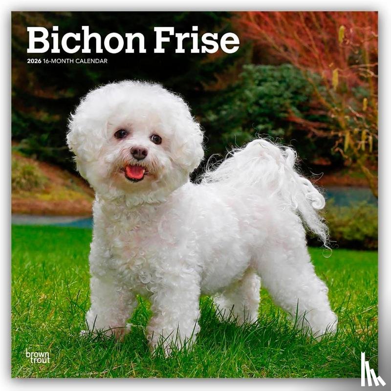 Publishers, Browntrout - Bichon Frise 2026 Square Flap Calendar