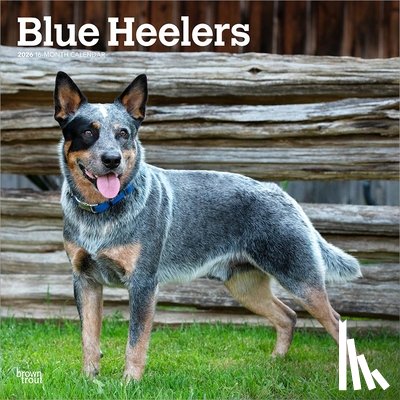 Browntrout - Blue Heelers 2026 Square Flap Calendar
