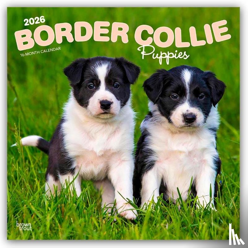 Publishers, Browntrout - Border Collie Puppies 2026 Square Flap Calendar