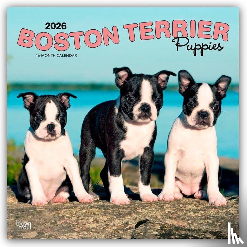 Publishers, Browntrout - Boston Terrier Puppies 2026 Square Flap Calendar