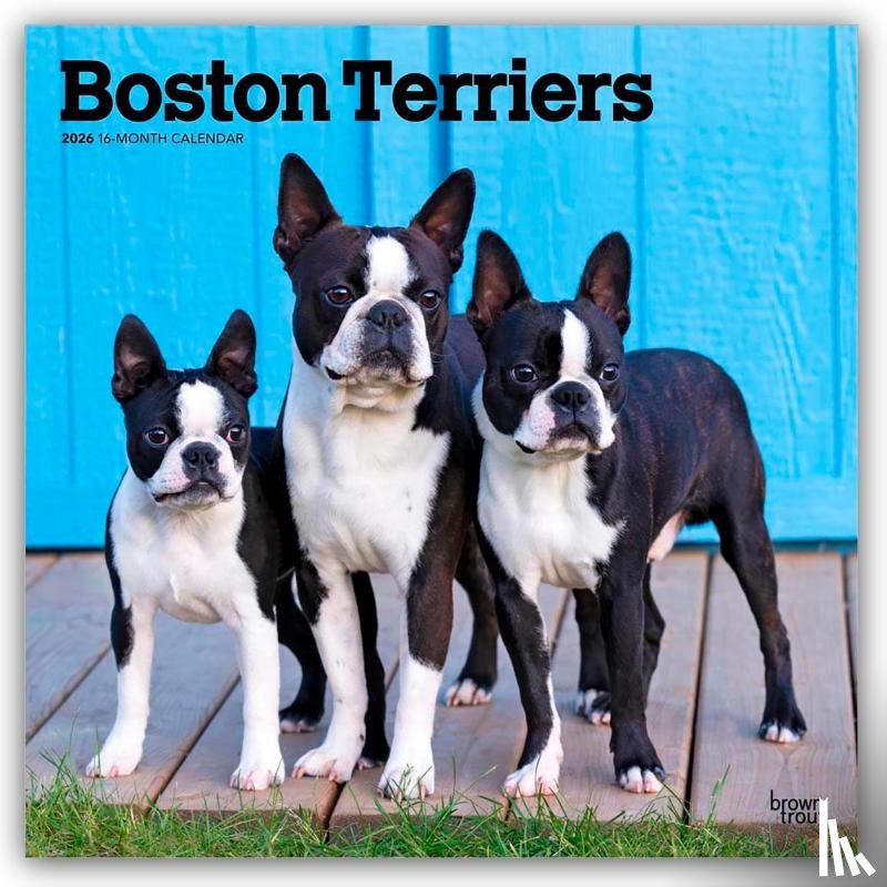 Publishers, Browntrout - Boston Terriers 2026 Square Flap Calendar