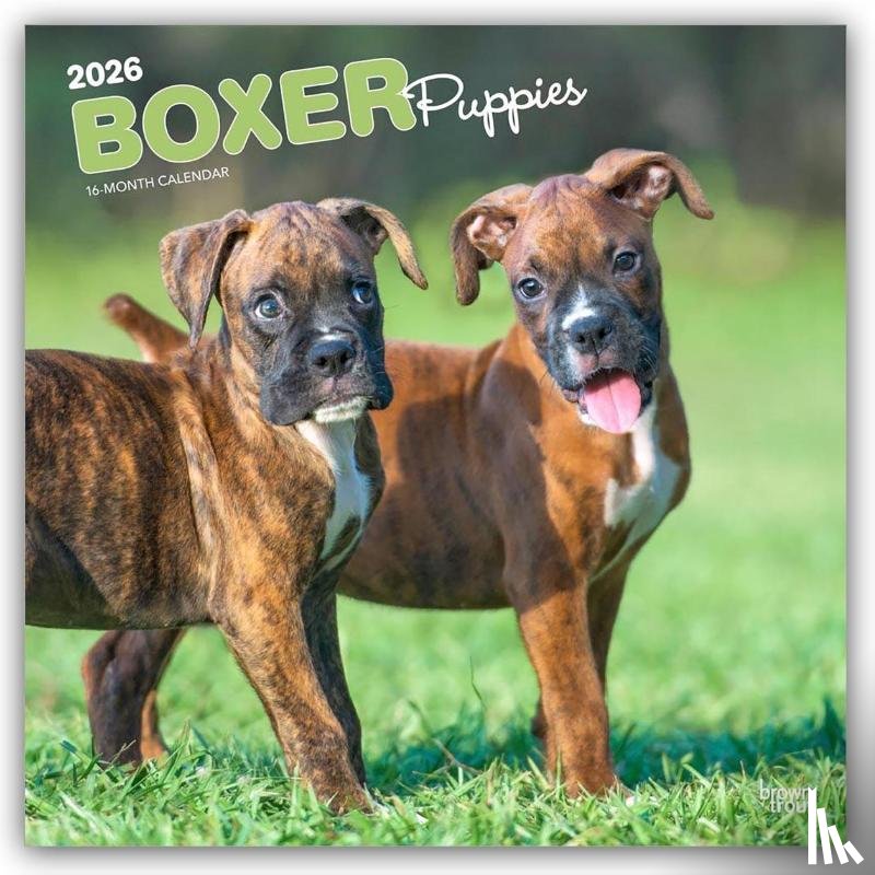Publishers, Browntrout - Boxer Puppies 2026 Square Flap Calendar