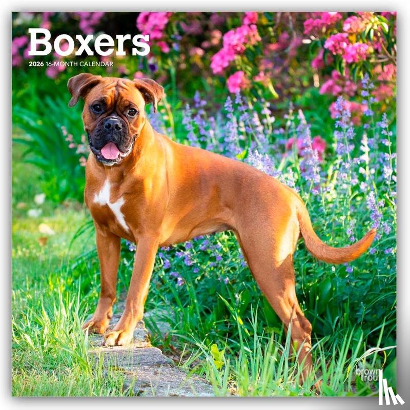 Publishers, Browntrout - Boxers International Edition 2026 Square Flap Calendar