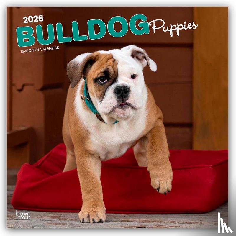 Publishers, Browntrout - Bulldog Puppies 2026 Square Flap Calendar