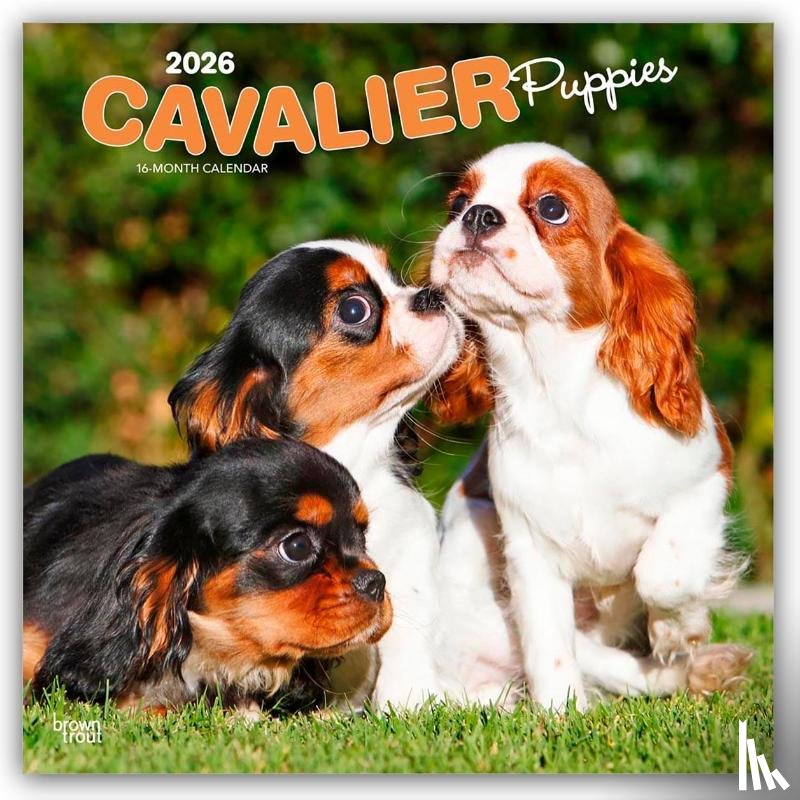 Publishers, Browntrout - Cavalier King Charles Spaniel Puppies 2026 Square Flap Calendar