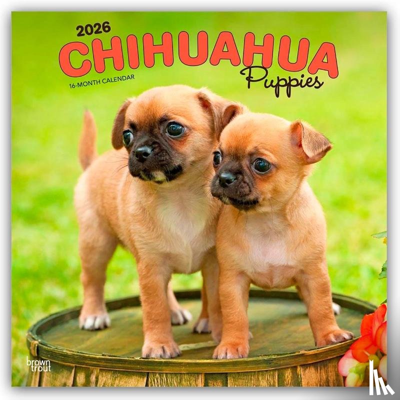 Publishers, Browntrout - Chihuahua Puppies 2026 Square Flap Calendar