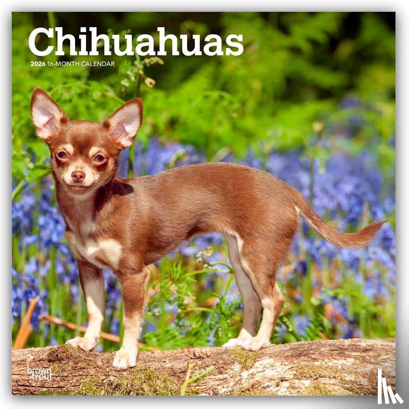 Publishers, Browntrout - Chihuahuas 2026 Square Flap Calendar
