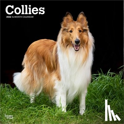 Publishers, Browntrout - Collies - Langhaarcollie 2026 - 16-Monatskalender