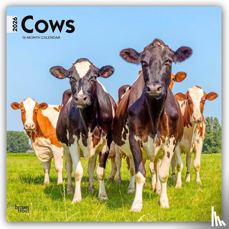 Publishers, Browntrout - Cows - Kühe 2026 - 16-Monatskalender
