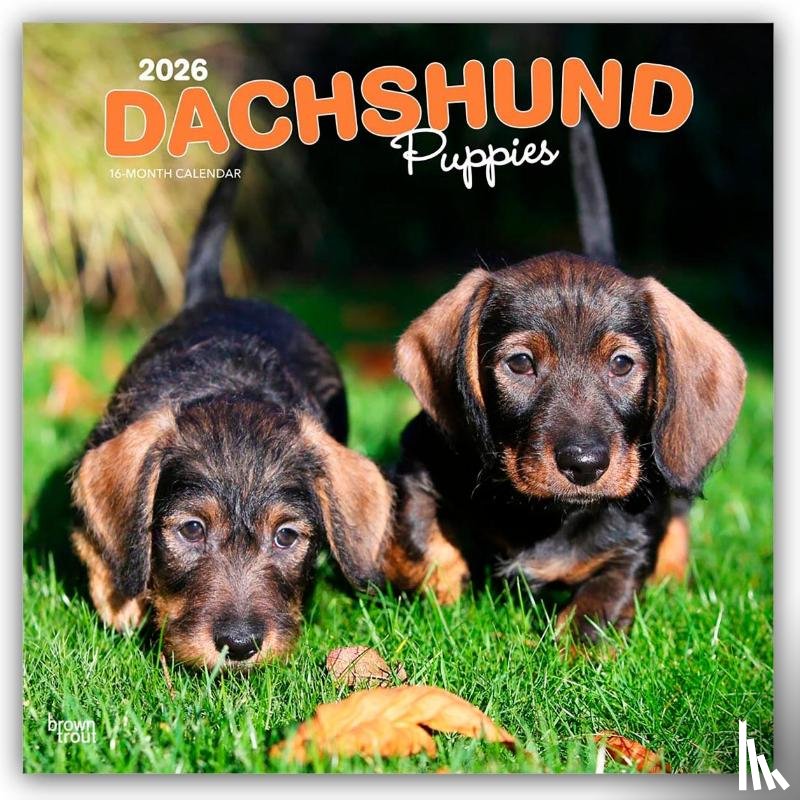 Publishers, Browntrout - Dachshund Puppies - Dackel Welpen 2026 - 16-Monatskalender
