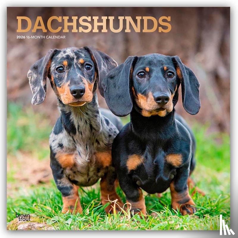 Publishers, Browntrout - Dachshunds 2026 Square Flap Foil Calendar