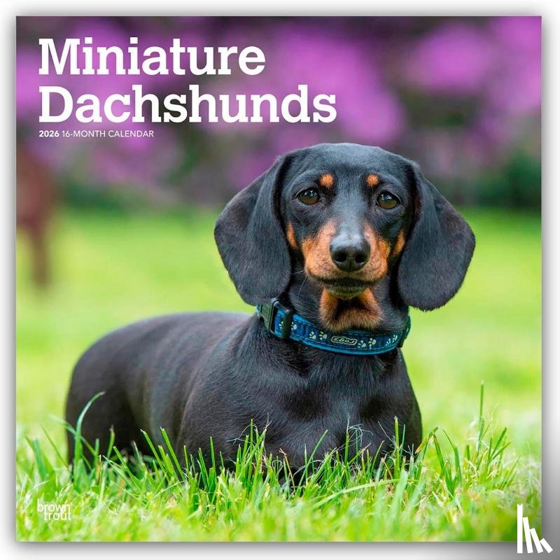 Publishers, Browntrout - Miniature Dachshunds - Zwergdackel 2026 - 16-Monatskalender