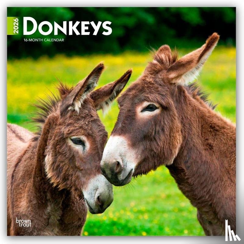 Publishers, Browntrout - Donkeys 2026 Square Flap Calendar