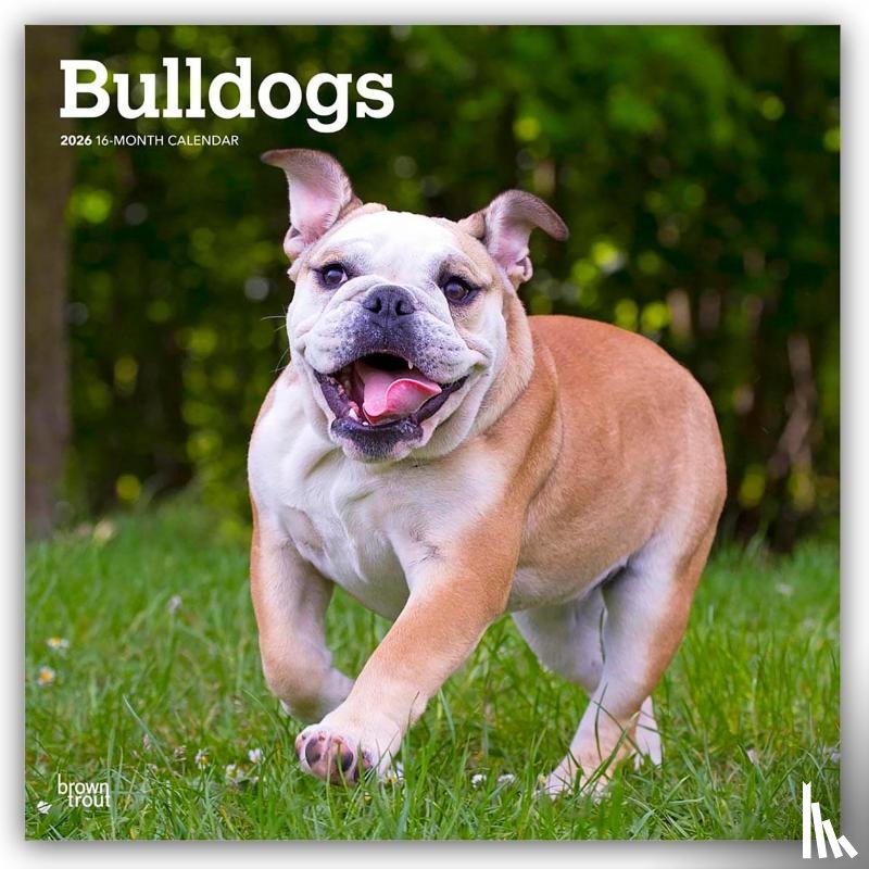 Publishers, Browntrout - Bulldogs 2026 Square Flap Calendar