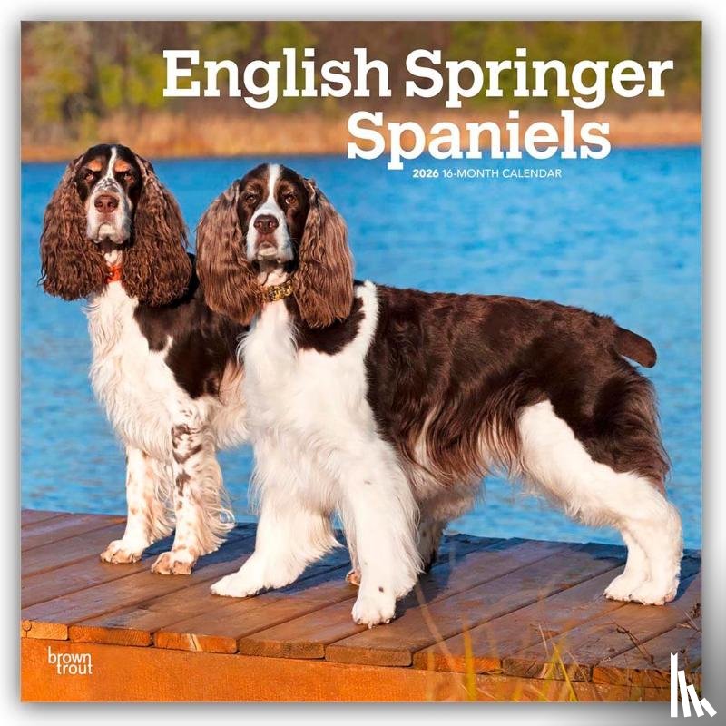 Publishers, Browntrout - English Springer Spaniels 2026 Square Flap Calendar