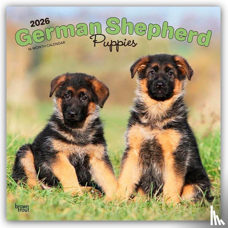 Publishers, Browntrout - German Shepherd Puppies 2026 Square Flap Calendar