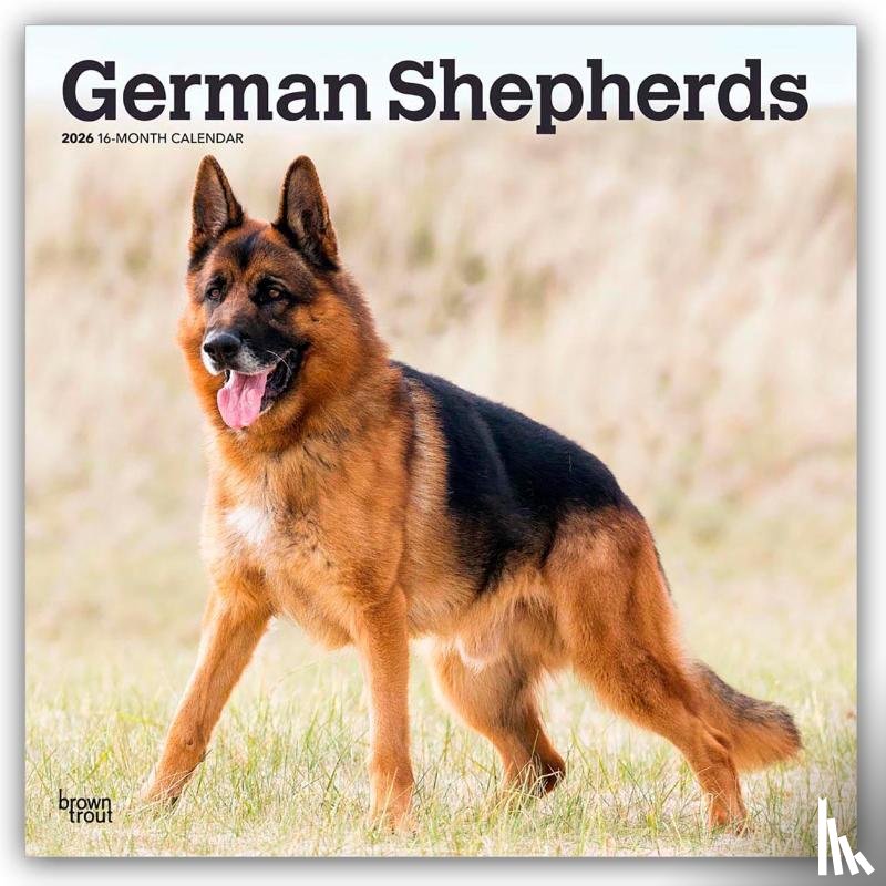 Publishers, Browntrout - German Shepherds 2026 Square Flap Calendar