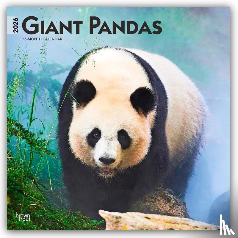 Publishers, Browntrout - Giant Pandas - Großer Panda - Pandabären 2026 - 16-Monatskalender