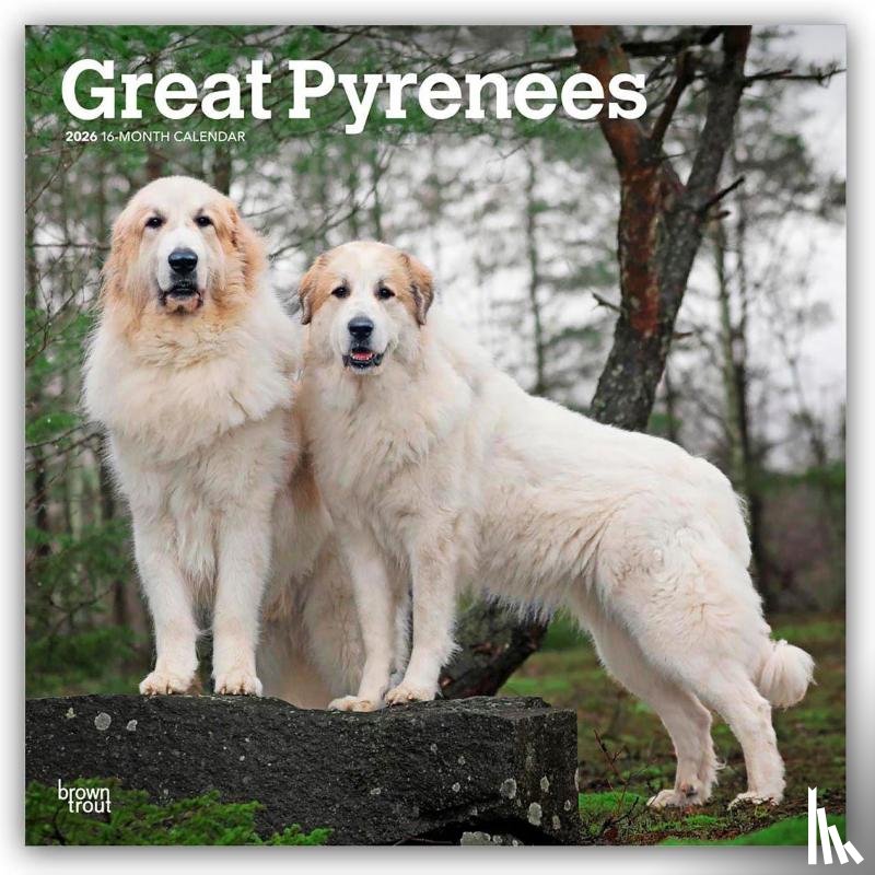 Publishers, Browntrout - Great Pyrenees 2026 Square Flap Calendar