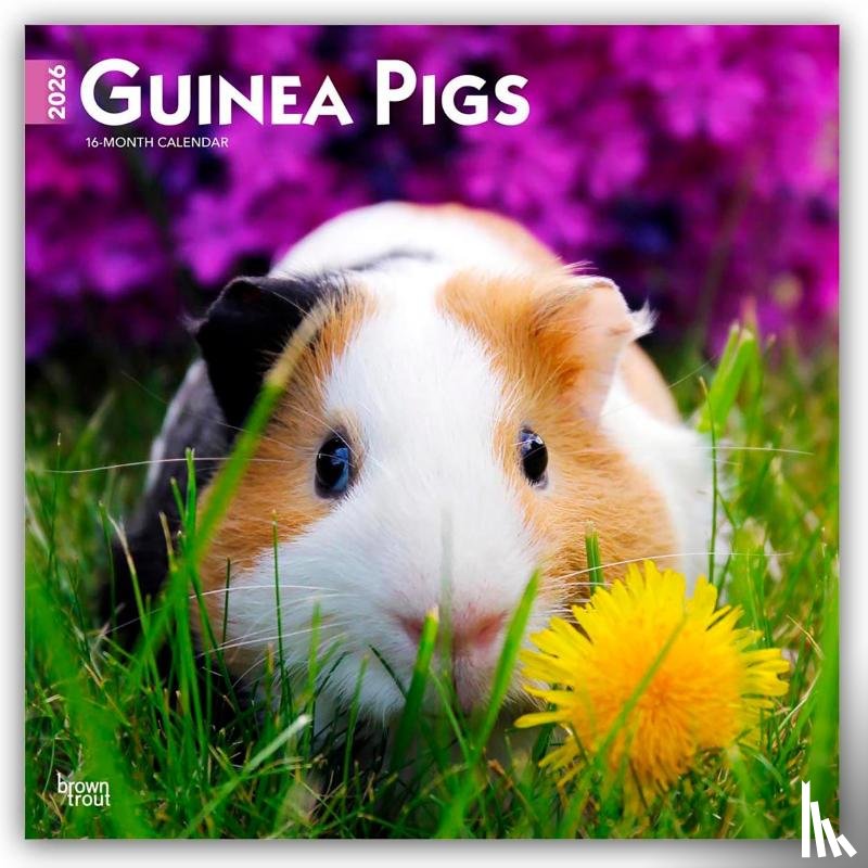 Publishers, Browntrout - Guinea Pigs 2026 Square Flap Calendar