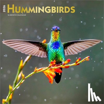 Browntrout - Hummingbirds 2026 12 X 24 Inch (Hanging) Monthly Square Wall Calendar Foil Stamped Cover Plastic-Free