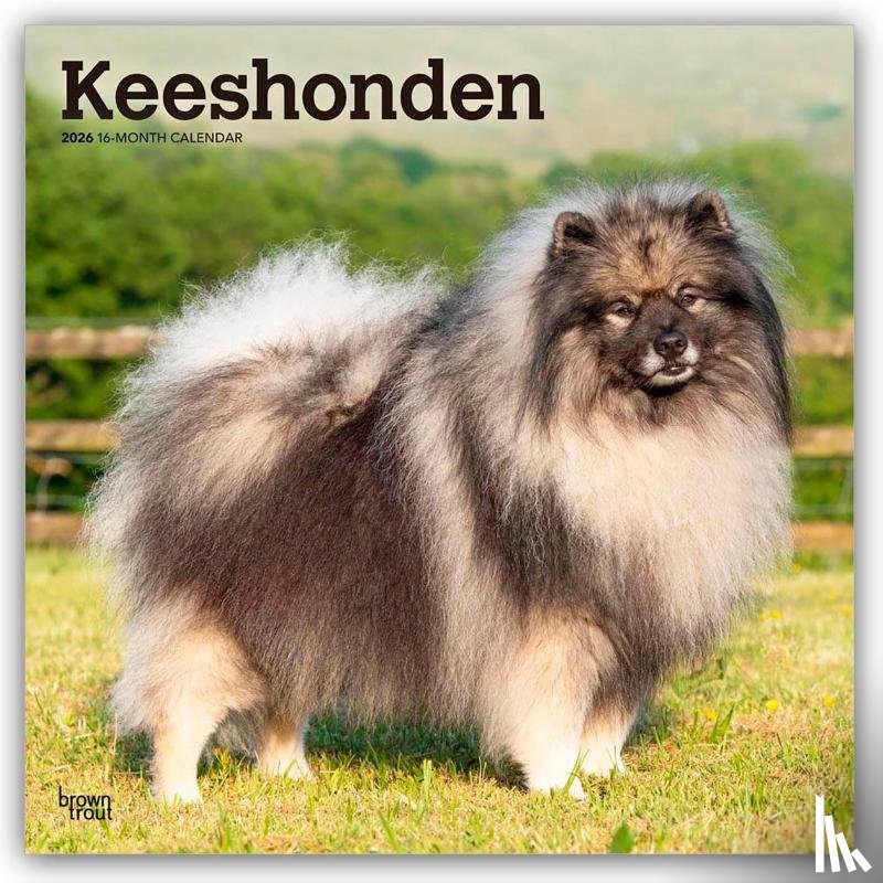 Publishers, Browntrout - Keeshonden - Wolfsspitz 2026 - 16-Monatskalender