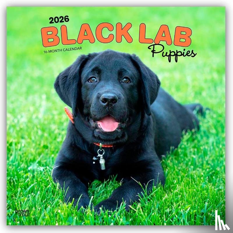 Publishers, Browntrout - Labrador Retriever Puppies, Black 2026 Square Flap Calendar