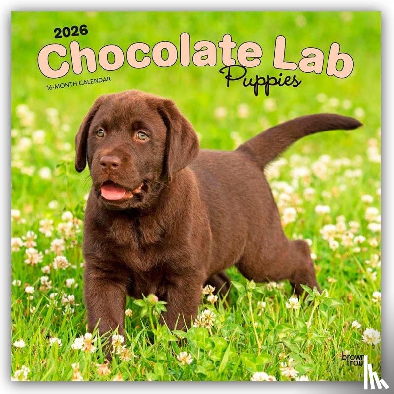 Publishers, Browntrout - Labrador Retriever Puppies, Chocolate 2026 Square Flap Calendar