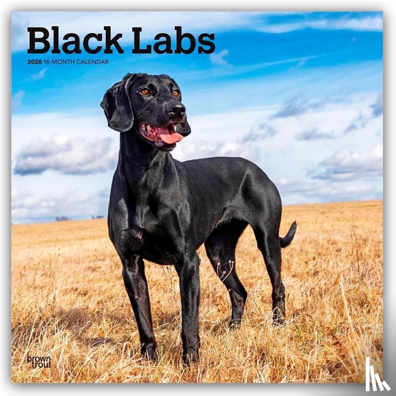 Publishers, Browntrout - Labrador Retrievers, Black 2026 Square Flap Calendar